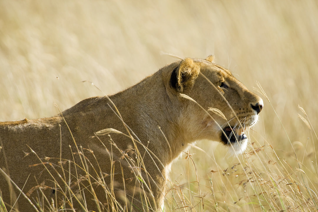 Serengeti National Park