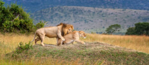 8 - Day Great Migration Safari – Serengeti, Ngorongoro & Tarangire