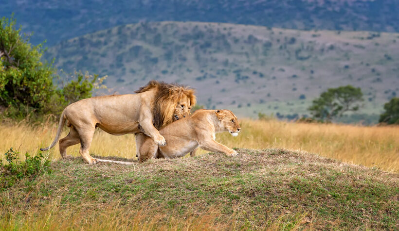 8 - Day Great Migration Safari – Serengeti, Ngorongoro & Tarangire