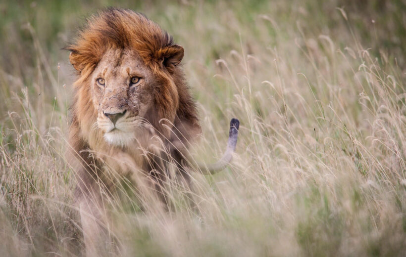 3-Day Serengeti & Ngorongoro Crater Safari