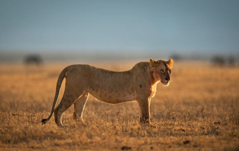 6 - Day Tanzania Safari Adventure