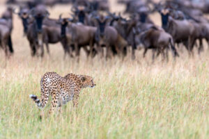 5-Day Fly-in Wild Encounters Safari in Serengeti
