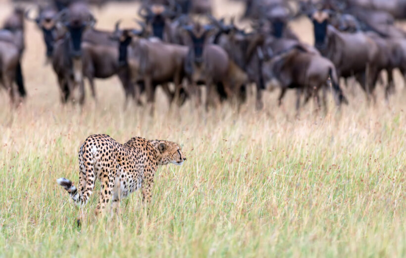 5-Day Fly-in Wild Encounters Safari in Serengeti