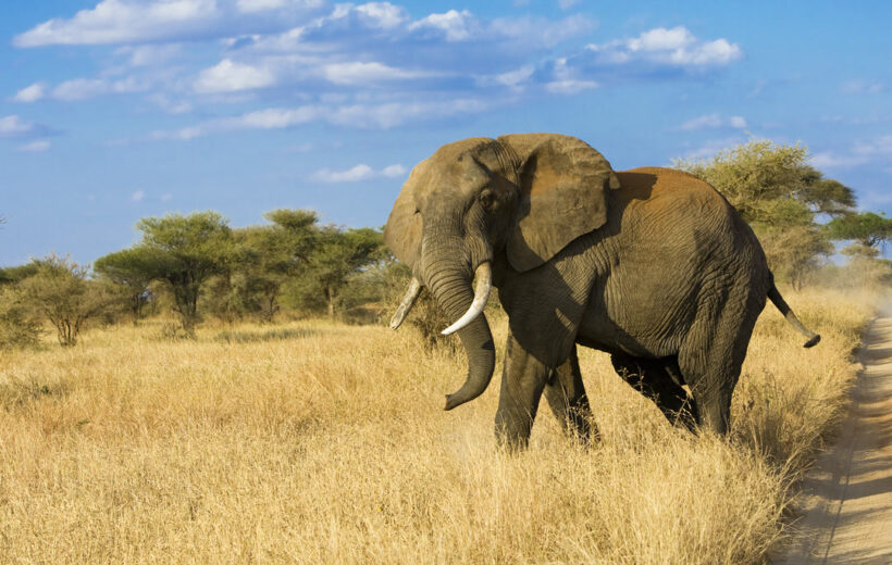 7 - Day Mid-Luxury Epic Adventure (3 Nights Serengeti)