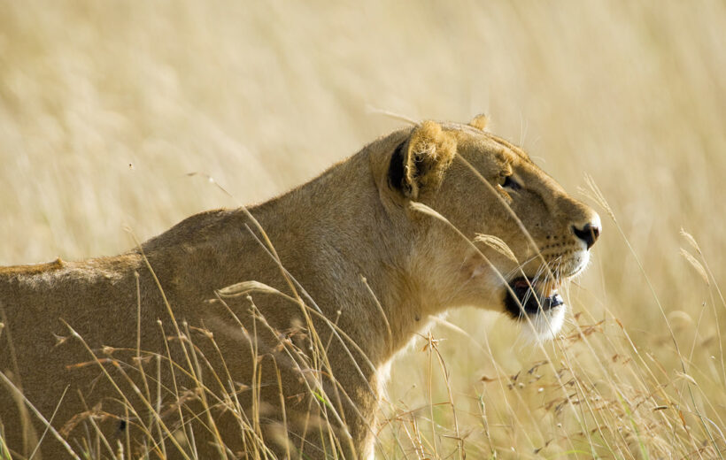 4 - Day Lake Manyara NP, Ngorongoro Crater & Serengeti Safari