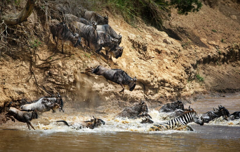 6 - Day Luxury Wildebeest Migration & Mara River Crossing Safari